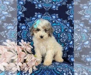 Cavapoo Puppy for sale in COCHRANVILLE, PA, USA