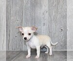Small #10 Chihuahua