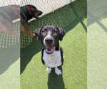 Small Labrador Retriever Mix