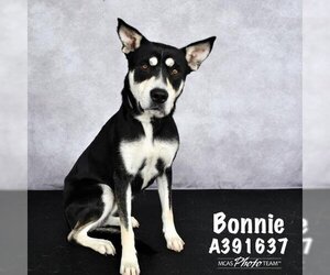 American Pit Bull Terrier-Siberian Husky Mix Dogs for adoption in Conroe, TX, USA