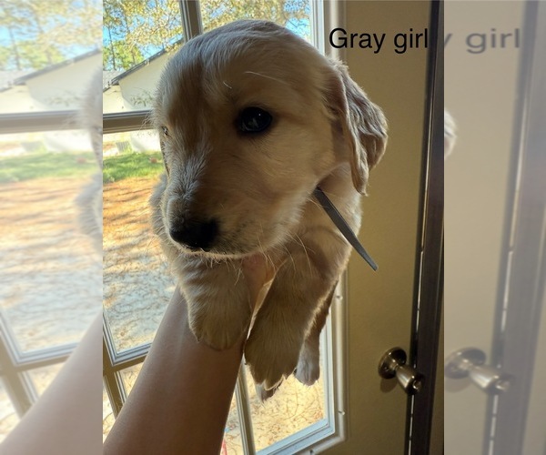 Medium Photo #8 Golden Retriever Puppy For Sale in WEEKI WACHEE, FL, USA