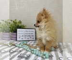 Small #2 Pomeranian