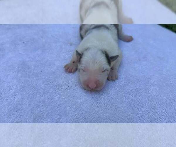 Medium Photo #3 Border Collie Puppy For Sale in MOSIER, OR, USA