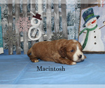 Small Photo #9 Cavapoo Puppy For Sale in CHANUTE, KS, USA