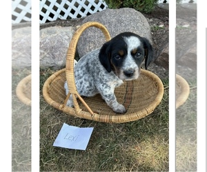 Australian Cattle Dog-Cavalier King Charles Spaniel Mix Puppy for sale in GRABILL, IN, USA