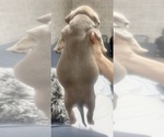 Small Photo #4 American Bully Puppy For Sale in LAKE STATION, IN, USA