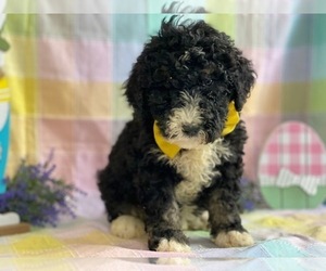 Bernedoodle Puppy for sale in LANCASTER, PA, USA