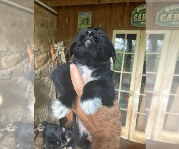 Medium Photo #7 Miniature Schnauzzie Puppy For Sale in ROSELAND, VA, USA