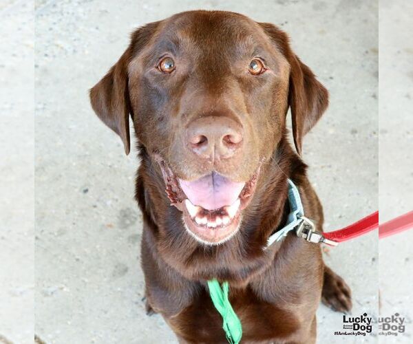 Medium Photo #5 Labrador Retriever-Unknown Mix Puppy For Sale in Washington, DC, USA