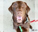Small #4 Labrador Retriever Mix