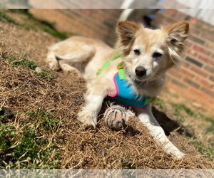 Sadie May 26 - Female Golden Retriever-Unknown Mix Dog for Adoption - Photo #3