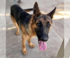 German Shepherd Dog Dogs for adoption in Modesto, CA, USA