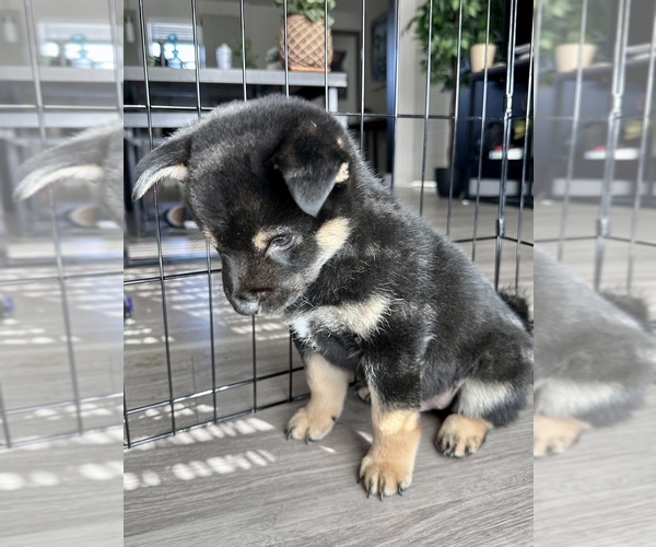 Full screen Photo #5 Shiba Inu Puppy For Sale in DENVER, CO, USA