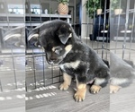 Small Photo #5 Shiba Inu Puppy For Sale in DENVER, CO, USA