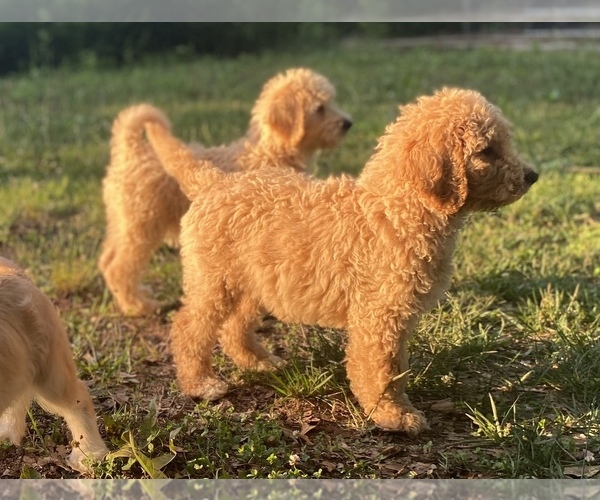 Medium Photo #1 Labradoodle Puppy For Sale in CANON, GA, USA