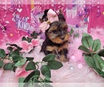 Small Photo #15 Yorkshire Terrier Puppy For Sale in HARKER HEIGHTS, TX, USA