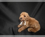 Small #4 Goldendoodle