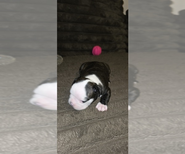 Medium Photo #1 Boston Terrier Puppy For Sale in MITCHELL, IN, USA