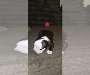 Boston Terrier Puppy for sale in MITCHELL, IN, USA