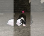 Image preview for Ad Listing. Nickname: Milo