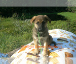 Small #3 German Shepherd Dog