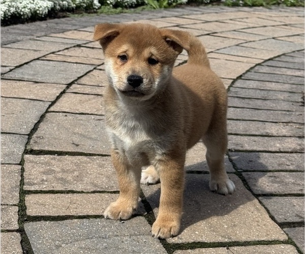 Medium Photo #4 Shiba Inu Puppy For Sale in CANOGA, NY, USA