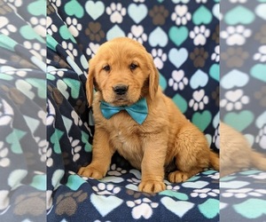 Golden Retriever Puppy for sale in OXFORD, PA, USA