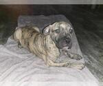 Small Photo #1 Boerboel-Cane Corso Mix Puppy For Sale in TOMBALL, TX, USA