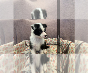 Australian Shepherd Puppy for sale in JAY, OK, USA