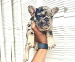 Small Photo #49 French Bulldog Puppy For Sale in LOS ANGELES, CA, USA