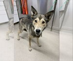 MARILYN - Female Siberian Husky Dog for Adoption - Small photo
