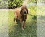 Small Photo #1 Goldendoodle (Miniature) Puppy For Sale in MIDDLEBURY, IN, USA