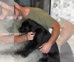 Small Photo #57 Rotticorso Puppy For Sale in REEVESVILLE, SC, USA