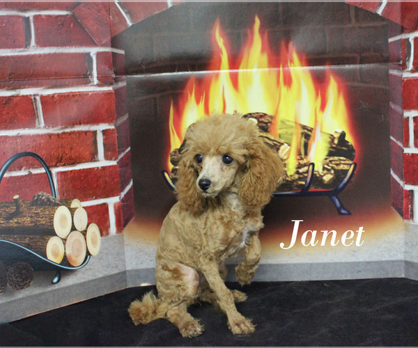 Medium Photo #13 Poodle (Toy) Puppy For Sale in CHANUTE, KS, USA