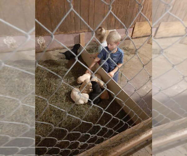 Medium Photo #3 Labrador Retriever Puppy For Sale in NEW GERMANY, MN, USA