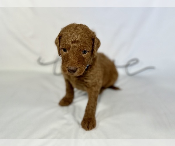 Medium Photo #1 Goldendoodle Puppy For Sale in ABILENE, TX, USA