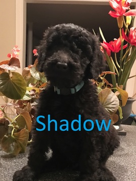 Medium Photo #1 Goldendoodle-Poodle (Standard) Mix Puppy For Sale in CORNING, CA, USA
