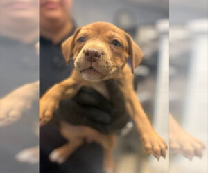 Mutt Dogs for adoption in Stockton, CA, USA