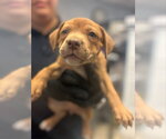 Small Mutt
