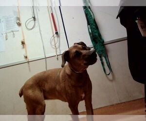 Rhodesian Ridgeback-Unknown Mix Dogs for adoption in Martinez, CA, USA