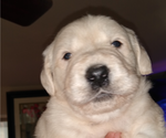 Small Photo #11 Goldendoodle Puppy For Sale in FAIRFIELD, CA, USA