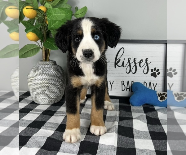 Medium Photo #1 Australian Shepherd Puppy For Sale in NOBLESVILLE, IN, USA
