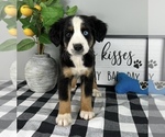 Image preview for Ad Listing. Nickname: Andy