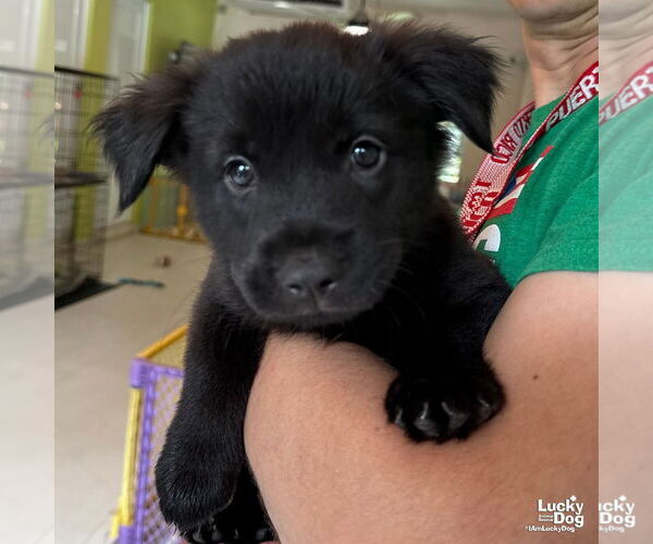 Medium Photo #3 Labrador Retriever-Retriever  Mix Puppy For Sale in Washington, DC, USA