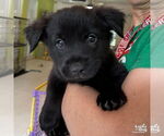 Small #2 Labrador Retriever-Retriever  Mix