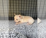 Small Photo #5 French Bulldog Puppy For Sale in WACO, TX, USA
