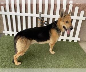 German Shepherd Dog Dogs for adoption in Modesto, CA, USA