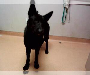German Shepherd Dog-Unknown Mix Dogs for adoption in Martinez, CA, USA
