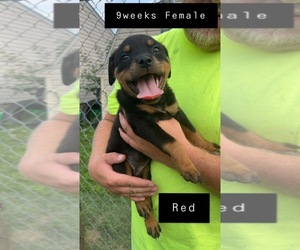 Rottweiler Puppy for sale in MARSHALLTOWN, IA, USA