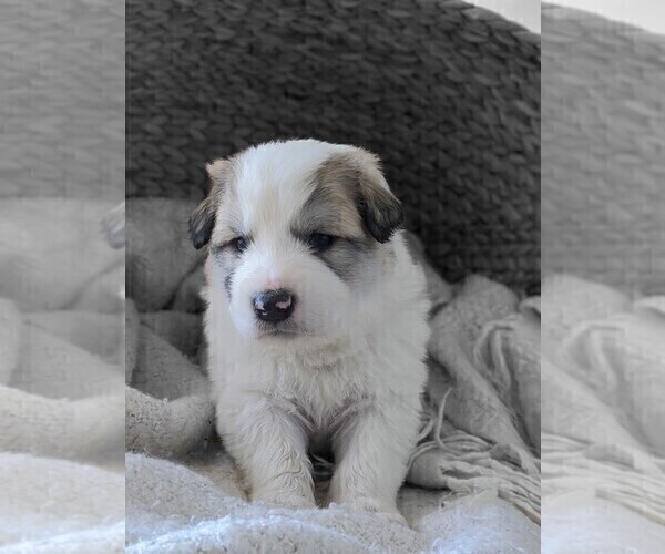 Medium Photo #2 Great Pyrenees Puppy For Sale in FALCON, CO, USA